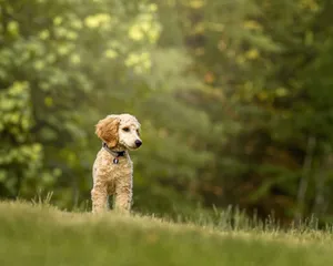 Cute poodle puppy standing in a grassy field with a forest backdrop, enjoying a beautiful day. jigsaw puzzle