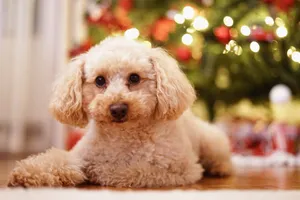 A cute poodle relaxes indoors by a festive Christmas tree. jigsaw puzzle