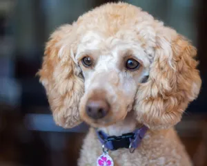 Adorable purebred dog with fluffy beige fur in collar with pendant looking away in daytime jigsaw puzzle