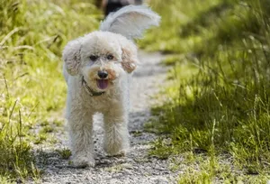 Fluffy white poodle joyfully walking on a sunny summer trail, surrounded by grass. jigsaw puzzle