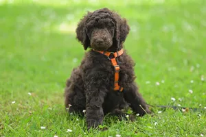 A cute brown poodle puppy wearing an orange harness sits on a green lawn. jigsaw puzzle