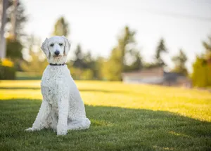 A white poodle sitting on green grass on a sunny day, perfect for animal lovers. jigsaw puzzle