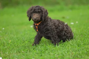Curly haired brown puppy sitting on a lush green lawn outdoors. jigsaw puzzle