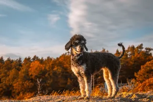 A poodle stands on a hill under a cloudy sky in Grimstad, capturing a scenic autumn day. jigsaw puzzle