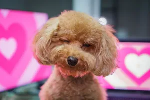 Adorable brown toy poodle sitting in front of pink heart screens indoors. jigsaw puzzle