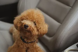 Cute brown poodle puppy sitting comfortably in a car seat, exuding warmth and charm. jigsaw puzzle