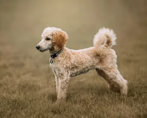 Charming poodle standing on grass, showcasing its fluffy coat and attentive pose. jigsaw puzzle