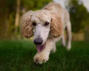 Close-up of a cute poodle with fur details, walking on lush green grass. jigsaw puzzle
