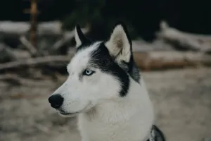 Close-up of a Siberian Husky with blue eyes, outdoors in natural surroundings. jigsaw puzzle