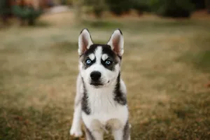 Cute Siberian Husky puppy with blue eyes standing on grass in fall scenery. jigsaw puzzle