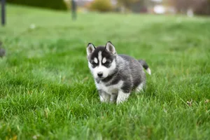 Adorable Siberian Husky puppy exploring green grass, showcasing its playful and curious nature. jigsaw puzzle