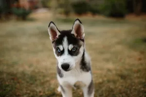 Charming close-up of a Siberian Husky puppy with blue eyes standing in a grassy field. jigsaw puzzle