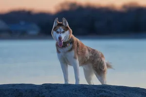 Siberian Husky standing on a rock at Cove Island Park, Stamford, CT, at dusk. jigsaw puzzle