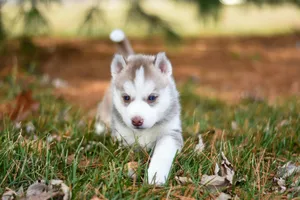 Cute Siberian Husky puppy exploring the grass with a curious expression. jigsaw puzzle
