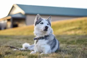 A Siberian Husky dog relaxing on a grassy lawn near a building on a sunny day. jigsaw puzzle