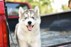 Adorable Siberian Husky puppy with blue eyes enjoying the outdoors, standing in a truck bed. jigsaw puzzle