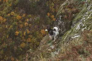 A Siberian Husky stands on a rocky cliff edge surrounded by autumn foliage. jigsaw puzzle