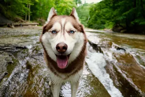 A Siberian Husky with blue eyes enjoying the river in a forest setting. jigsaw puzzle