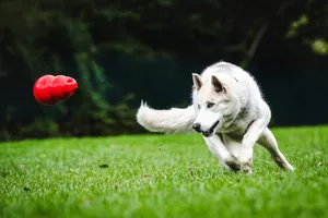 Energetic husky dog playing with red toy on a grassy field outdoors. jigsaw puzzle
