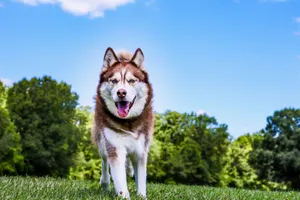 A beautiful Siberian husky posing on green grass with a bright blue sky background. jigsaw puzzle
