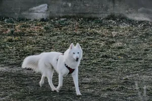 A white dog with a harness walking on a grassy field outdoors during daytime. jigsaw puzzle