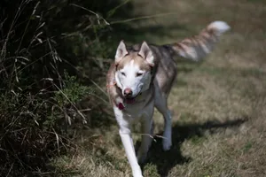 A Siberian Husky enjoying a walk on a sunny day, surrounded by greenery. jigsaw puzzle