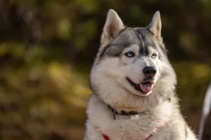 A beautiful Siberian Husky enjoying the outdoors in natural light. jigsaw puzzle