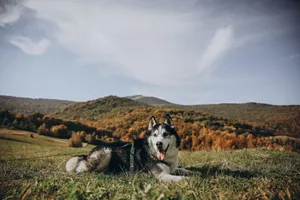 A Siberian Husky lies on grassy field with scenic autumn mountains in the backdrop. jigsaw puzzle