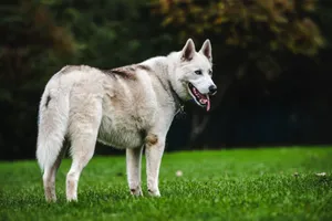 A Siberian Husky standing on grass at a park, looking back attentively. jigsaw puzzle