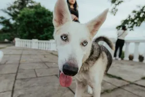 Playful husky dog with blue eyes in a park setting, people in the background. jigsaw puzzle
