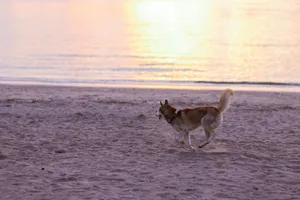 A playful dog joyfully runs on a sandy beach during a stunning sunset, capturing a moment of pure freedom. jigsaw puzzle