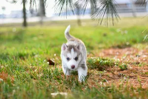 Cute Siberian Husky puppy with blue eyes playing on grass. jigsaw puzzle