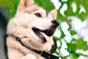 Close-up of a playful Siberian Husky with tongue out, enjoying the outdoors. jigsaw puzzle