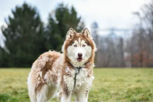 Charming Siberian Husky stands in a lush green field, radiating cuteness. jigsaw puzzle