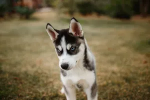 Adorable Siberian Husky puppy with striking blue eyes standing on grass. Perfect for pet lovers. jigsaw puzzle