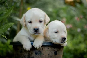 Two cute Labrador Retriever puppies peeking out from a pot in a garden setting. Perfect pet portrait. jigsaw puzzle