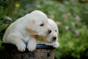 Cute Labrador Retriever puppies lounging together in a garden for a heartwarming pet portrait. jigsaw puzzle