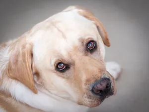 A detailed close-up portrait of a Labrador Retriever with expressive eyes on a neutral background. jigsaw puzzle