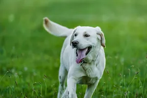 Funny purebred dog with tongue out running on bright green field in summer while looking away jigsaw puzzle