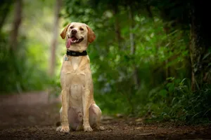 Charming Labrador Retriever sitting with tongue out in a lush forest setting. jigsaw puzzle