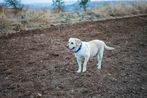 A Labrador Retriever dog playfully standing in an open field. jigsaw puzzle