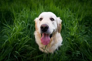 Playful golden retriever sitting joyfully in a vibrant green meadow. jigsaw puzzle