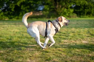 Labrador Retriever joyfully running outdoors in a sunny park, harnessed and lively. jigsaw puzzle