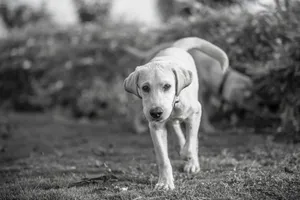 Cute Labrador puppy walking outdoors in a natural setting. Black and white photo capturing innocence and curiosity. jigsaw puzzle