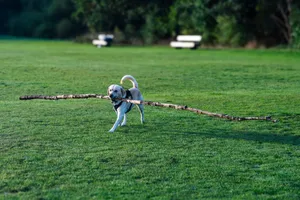 Labrador Retriever joyfully carrying a big stick in an open green park. jigsaw puzzle