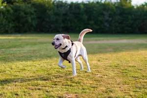 Happy Labrador Retriever wearing a harness running in a sunlit grassy park area. jigsaw puzzle