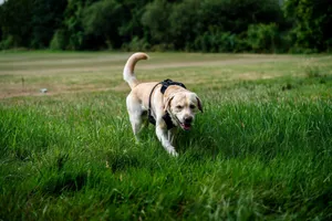 Labrador Retriever with a harness exploring lush green field on a sunny day. jigsaw puzzle