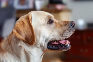 A detailed portrait of a Labrador retriever sitting indoors, capturing its attentive expression. jigsaw puzzle