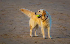 A golden retriever with a ball on a sandy beach, enjoying a playful day outdoors. jigsaw puzzle