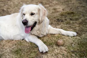 A golden retriever dog lying on grass enjoying a sunny day outdoors. jigsaw puzzle